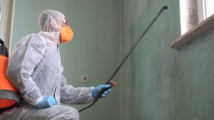 Mold remediation clean up